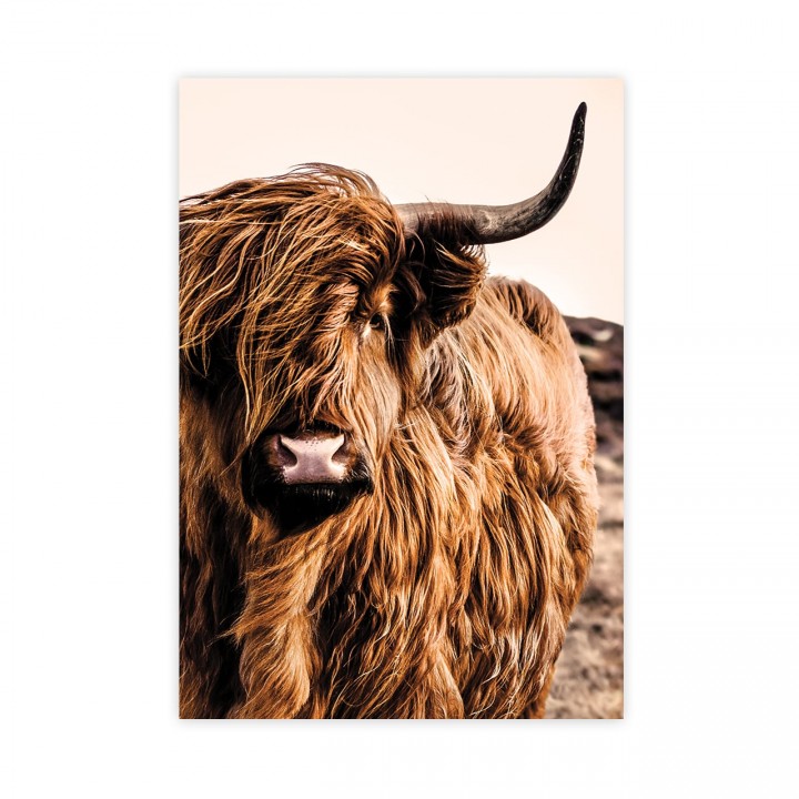 Krowa szkocka plakat