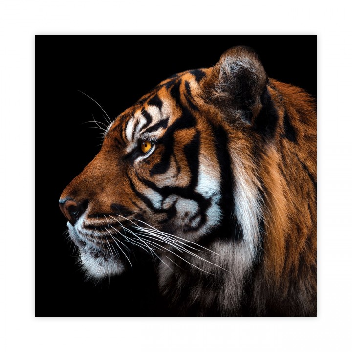 Tygrys plakat