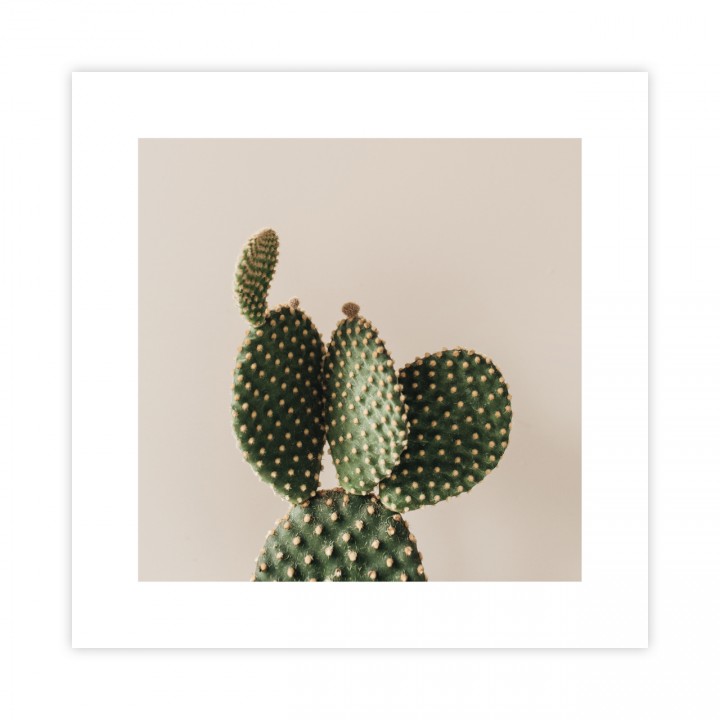 Plakat kaktus 20x20 cm
