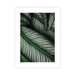 Plakat tropikalne liście 30x40