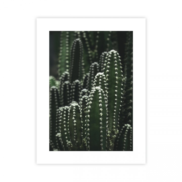 Kaktusy Plakat