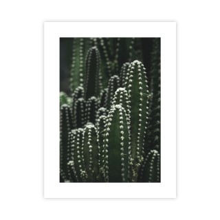Plakat kaktusy 30x40