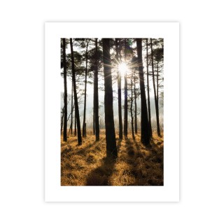 Plakat słoneczny las 30x40