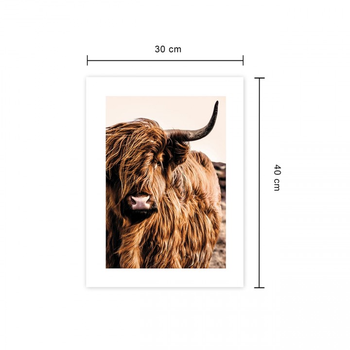 Plakat krowa szkocka 30x40 cm