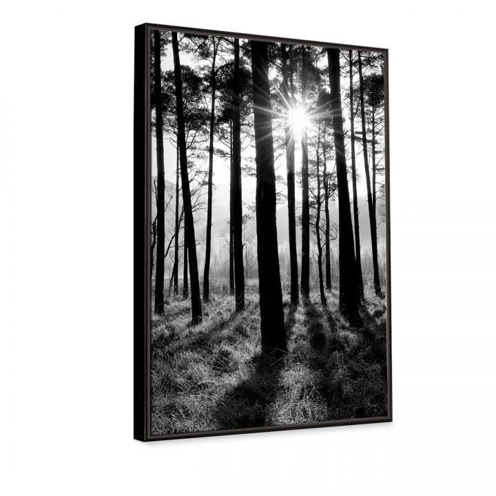 obraz czarno-biały las z promieniami słońca Knor