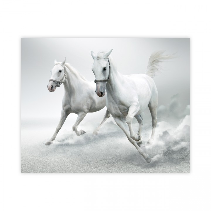 Plakat białe konie 40x50 cm