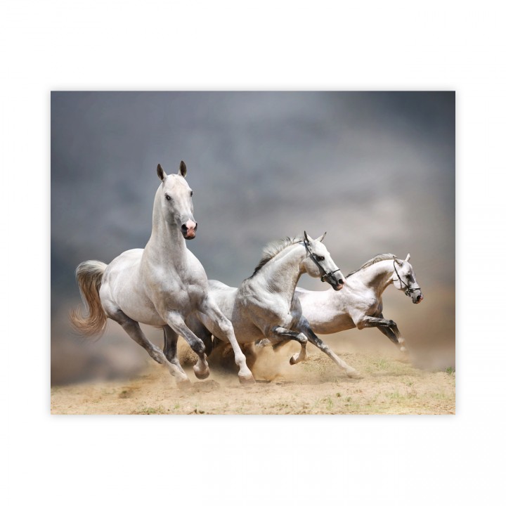 Plakat trzy konie 40x50 cm