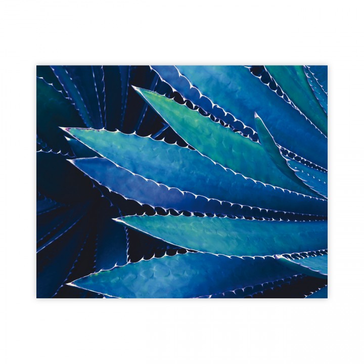 Plakat niebieska agawa 40x50 cm